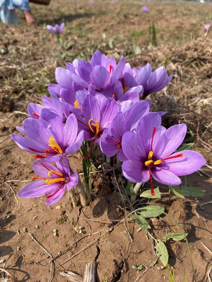 Safranblüten Herkunft Kaschmir Safranblüten Herkunft