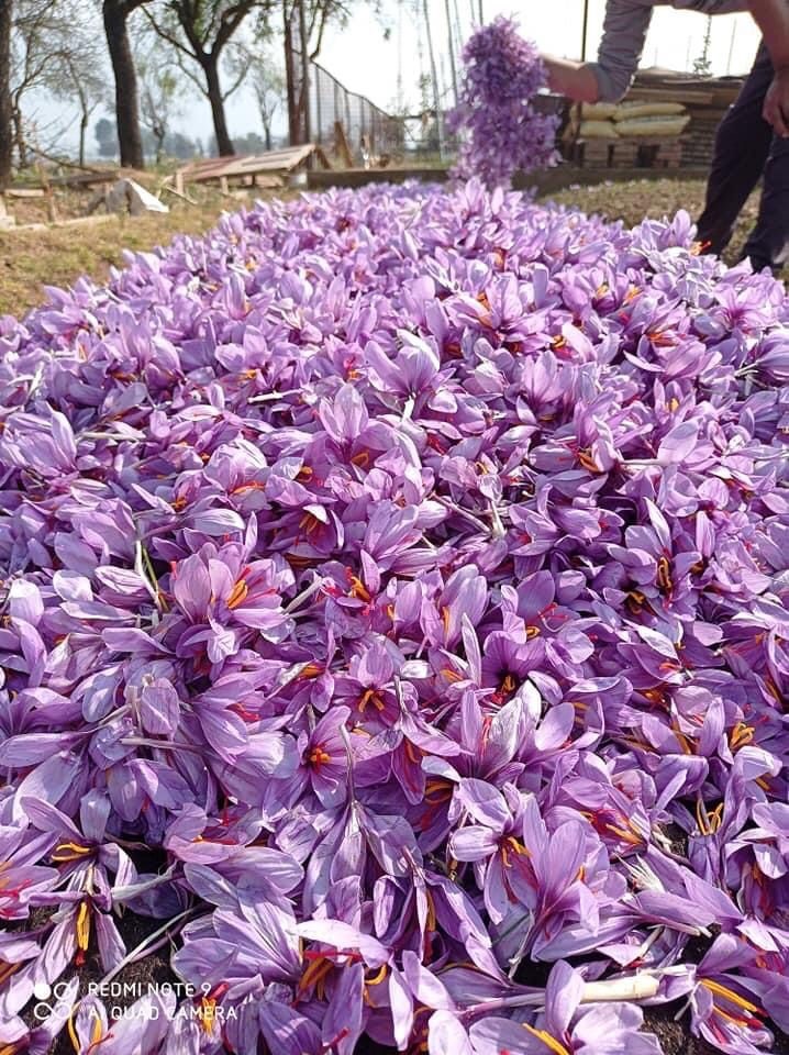 Safran-Ernte Blüten
