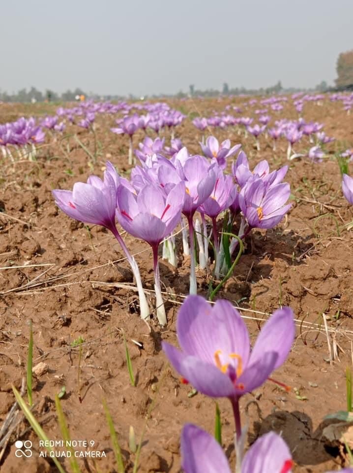 die Blüte des Safran